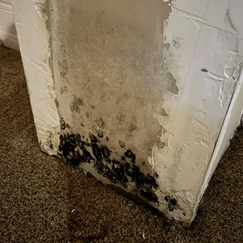 Professional Mold Removal in Noblesville, IN